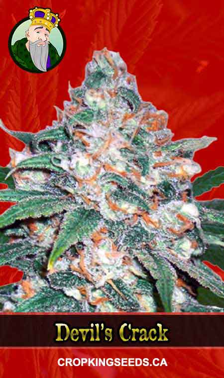 Devil’s Crack Strain Feminized Marijuana Seeds