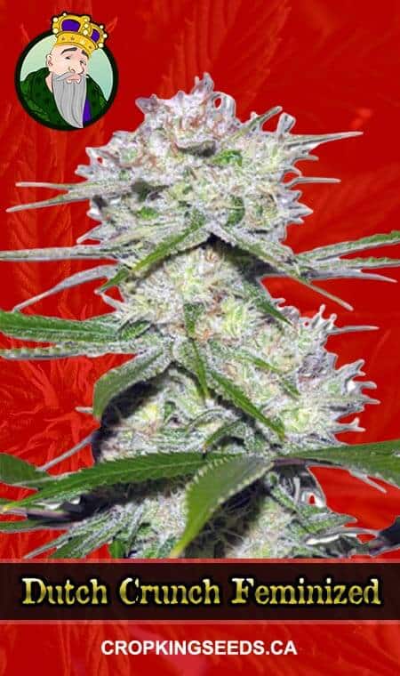 Dutch Crunch Strain Feminized Marijuana Seeds