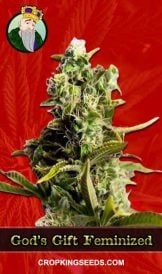 God’s Gift Strain Feminized Marijuana Seeds