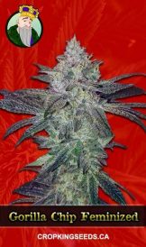 Gorilla Chip Strain Feminized Marijuana Seeds