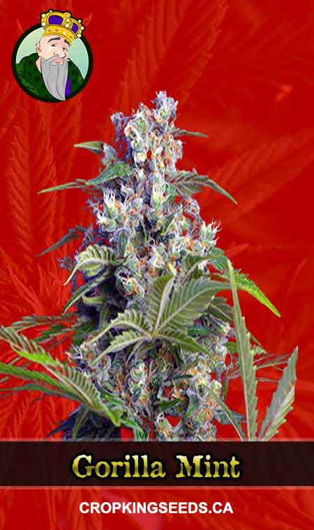 Gorilla Mint Feminized Marijuana Seeds