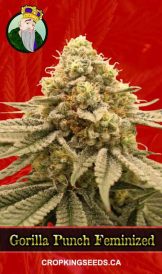 Gorilla Punch Feminized Marijuana Seeds