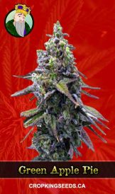 Green Apple Pie Feminized Marijuana Seeds