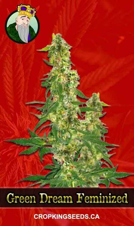 Green Dream Feminized Marijuana Seeds