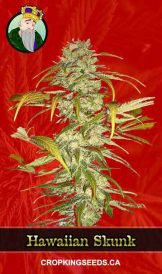 Hawaiian Skunk Feminized Marijuana Seeds