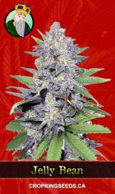 Jelly Bean Feminized Marijuana Seeds