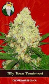 Jilly Bean Feminized Marijuana Seeds