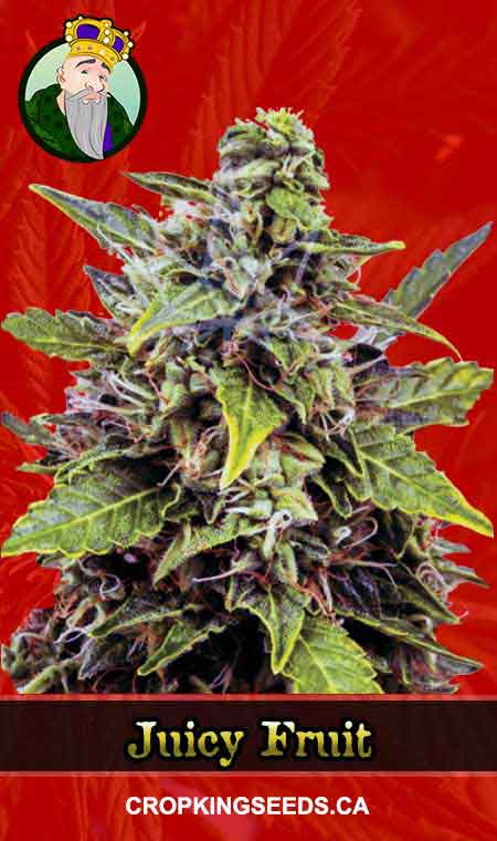 Juicy Fruit Feminized Marijuana Seeds