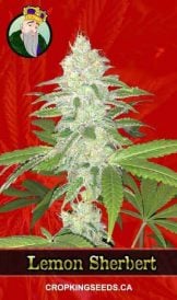 Lemon Sherbert Strain Feminized Marijuana Seeds