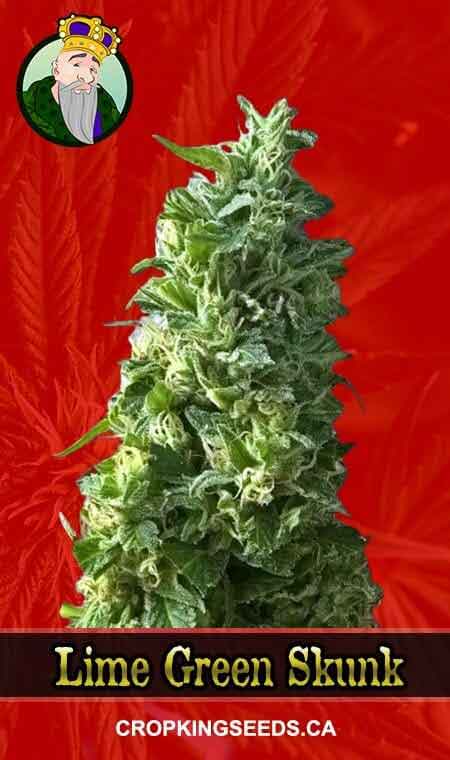 Lime Green Skunk Feminized Marijuana Seeds