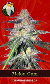 Melon Gum Strain Feminized Marijuana Seeds