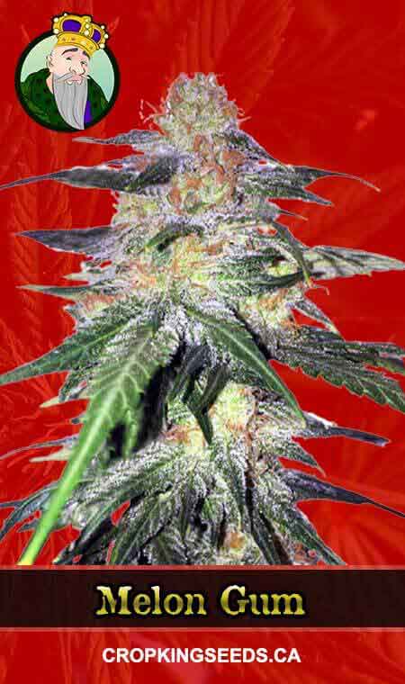 Melon Gum Strain Feminized Marijuana Seeds