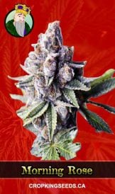 Morning Rose Strain Feminized Marijuana Seeds