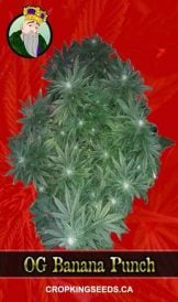 OG Banana Punch Strain Feminized Marijuana Seeds