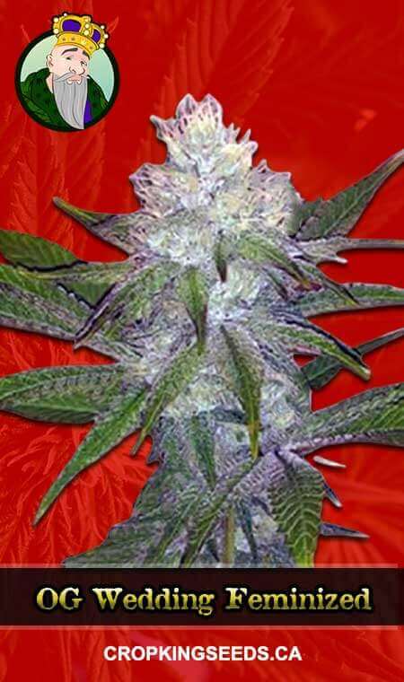 OG Wedding Strain Feminized Marijuana Seeds