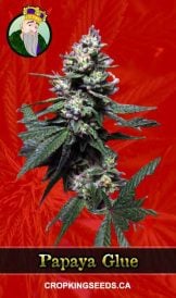 Papaya Glue Strain Feminized Marijuana Seeds