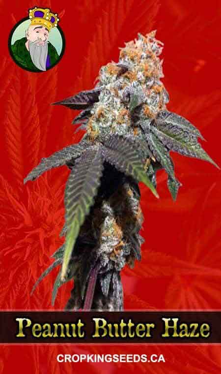 Peanut Butter Haze Feminized Marijuana Seeds