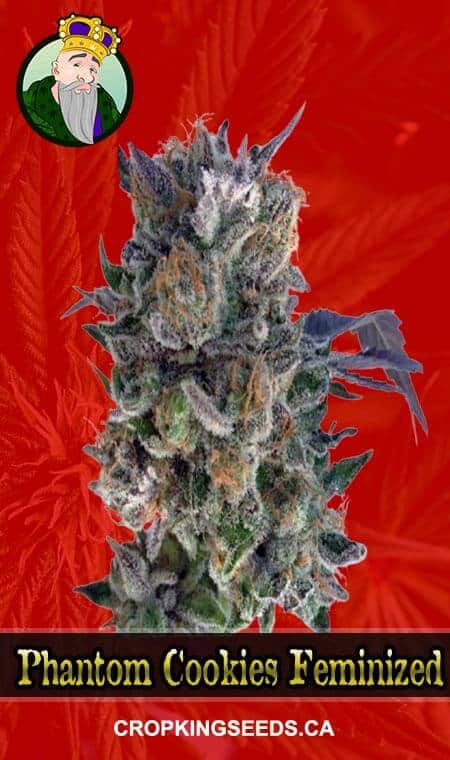 Phantom Cookies Strain Feminized Marijuana Seeds