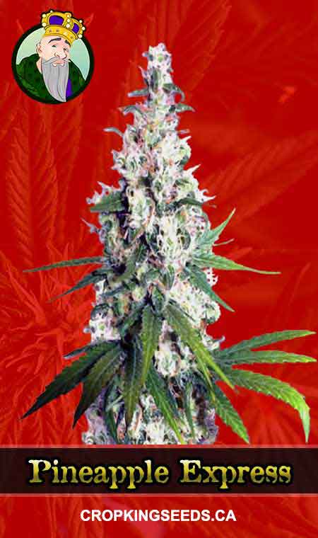 Pineapple Express Strain Feminized Marijuana Seeds