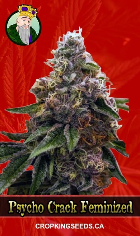 Psycho Crack Strain Feminized Marijuana Seeds