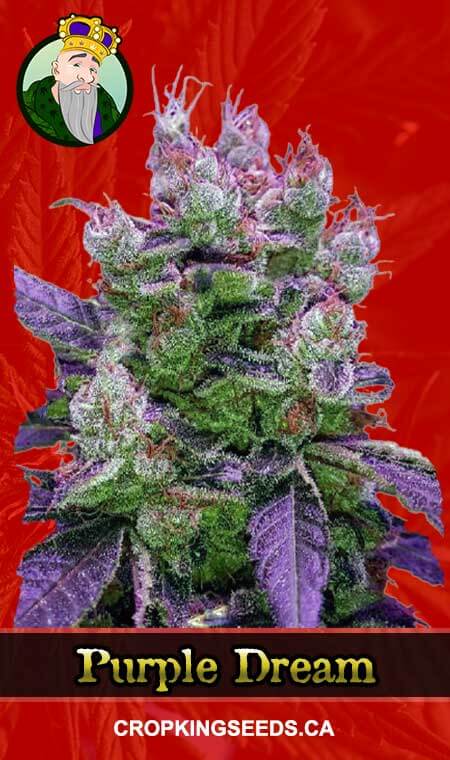 Purple Dream Strain Feminized Fast Version Marijuana Seeds