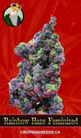 Rainbow Haze Feminized Marijuana Seeds