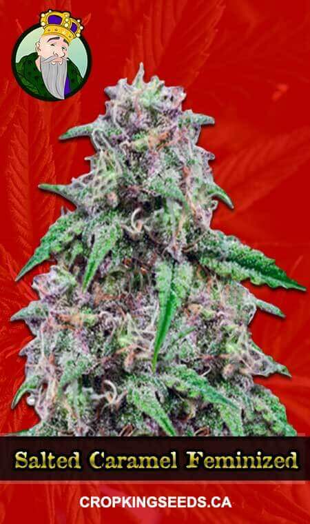 Salted Caramel Strain Feminized Marijuana Seeds