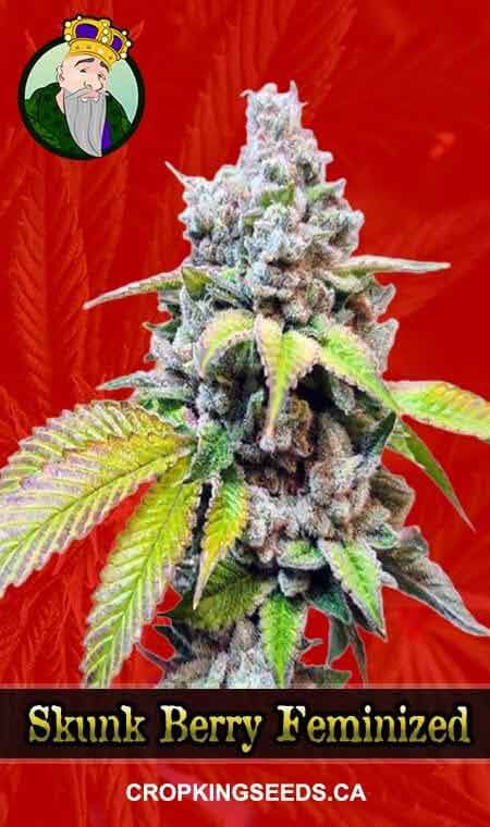 Skunk Berry Strain Feminized Marijuana Seeds