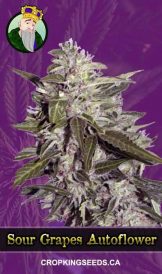 Sour Pinot Strain Autoflowering Marijuana Seeds