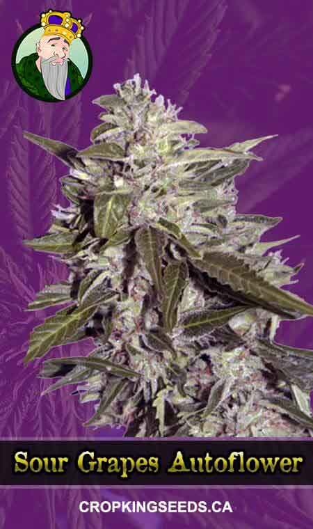 Sour Pinot Strain Autoflowering Marijuana Seeds