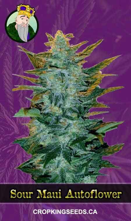 Sour Maui Strain Autoflowering Marijuana Seeds