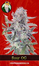 Sour OG Strain Feminized Marijuana Seeds