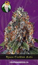 Space Cookies Autoflowering Marijuana Seeds