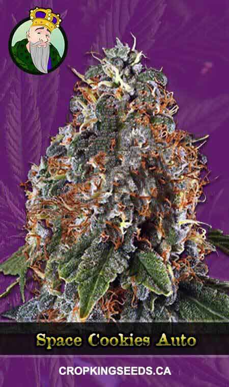 Space Cookies Autoflowering Marijuana Seeds