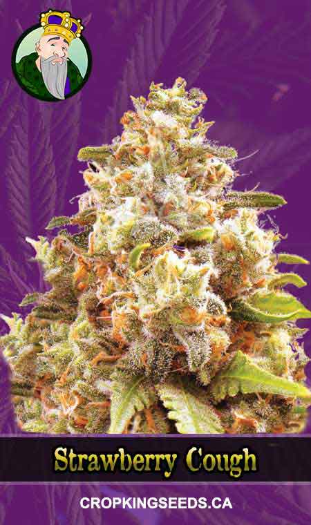 Strawberry Cough Autoflowering Marijuana Seeds