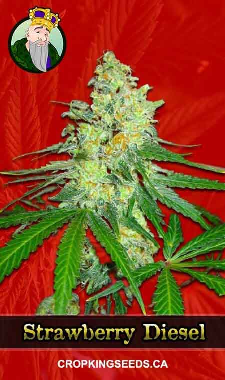 Strawberry Diesel Feminized Marijuana Seeds