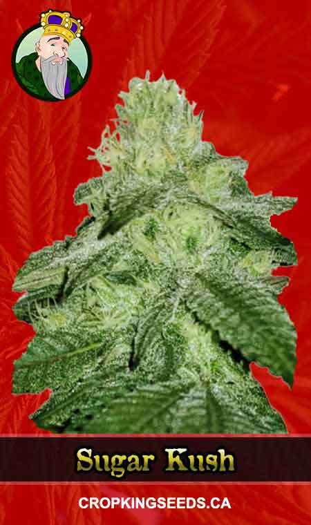 Sugar Kush Feminized Fast Version