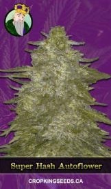 Super Hash Autoflowering Marijuana Seeds