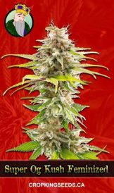 Super OG Kush Feminized Marijuana Seeds