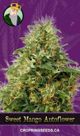 Sweet Mango Autoflowering Marijuana Seeds