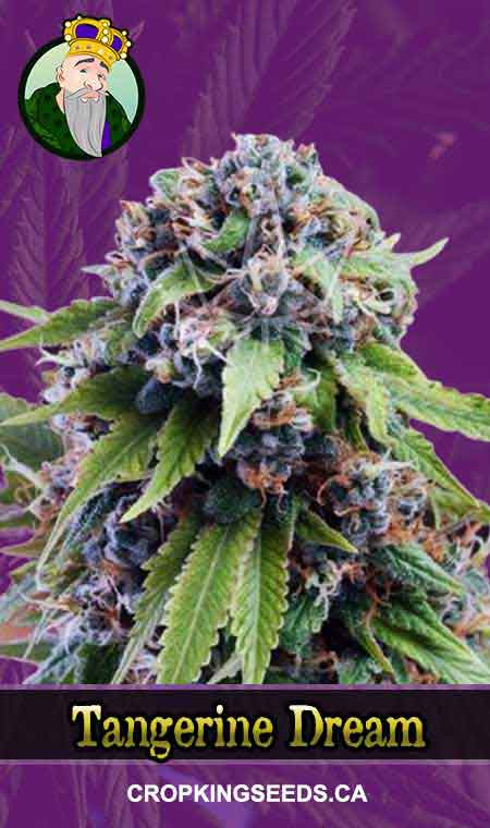 Tangerine Dream Strain Autoflowering Marijuana Seeds