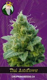 Thai Strain Autoflowering Marijuana Seeds