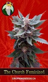 The Church Strain Feminized Marijuana Seeds