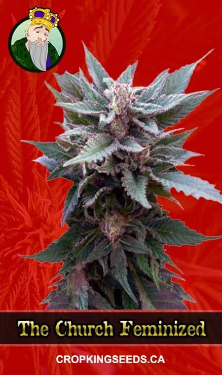 The Church Strain Feminized Marijuana Seeds