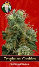 Tropicana Cookies Strain Feminized Marijuana Seeds