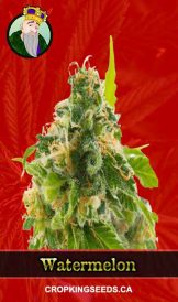 Watermelon Strain Feminized Marijuana Seeds