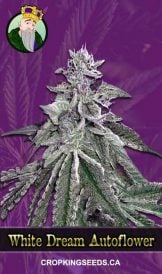 White Dream Autoflowering Marijuana Seeds