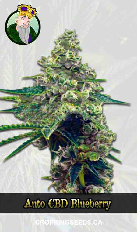 Auto CBD Blueberry (1:16) Strain Marijuana Seeds