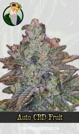 Auto CBD Fruit Strain Marijuana Seeds