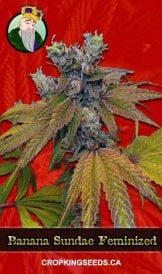 Banana Sundae Strain Feminized Marijuana Seeds